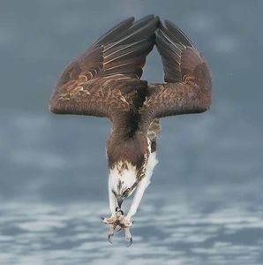 Meet your Posher, Alan